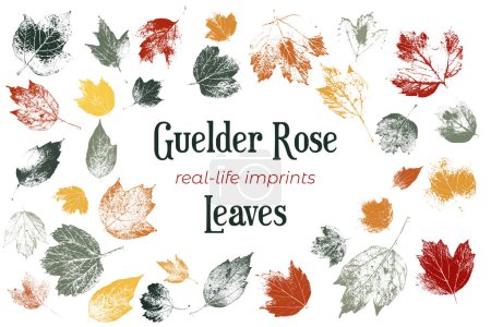 Illustration for Set with the group of live leaves imprints. Real live guelder rose leaves. Scanned guelder rose multicolored herbarium. Set with guelder rose textured leaves. - Royalty Free Image