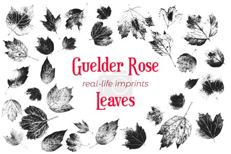 Illustration for Set with the group of live leaves imprints. Real live guelder rose leaves. Scanned guelder rose herbarium made in black and white. Set with guelder rose textured leaves. - Royalty Free Image