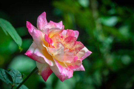 Foto de Flor de rosa en jardín natural al aire libre - Imagen libre de derechos