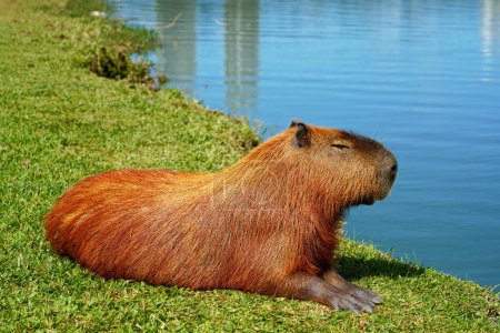 Téléchargez les photos : Capybara rafraîchissant paisible couché au bord du lac - en image libre de droit