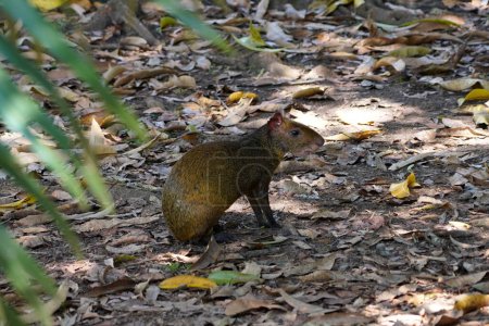 Photo for Agouti specimen free in the forest - Royalty Free Image
