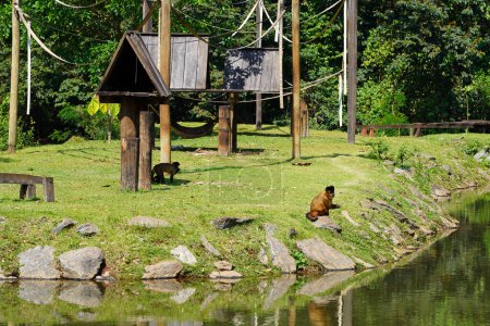 Foto de Parque zoológico en Brasil con macaco-prego amarelo (Capuchino de rayas negras)) - Imagen libre de derechos