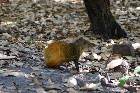 Photo for Agouti on alert ready to escape into the forest - Royalty Free Image