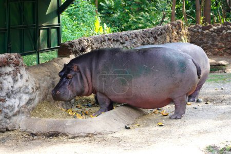 Photo for Hippopotamuses eating pumpkins in the Goiania Zoological Park, Brazil - Royalty Free Image