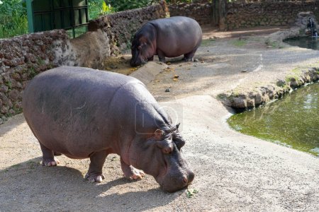 Photo for Hippopotamuses in the Goiania Zoological Park, Brazil - Royalty Free Image