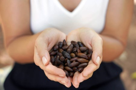 Photo for Baru nut seeds. Close-up of female hands holding Baru seeds. Outdoors. - Royalty Free Image