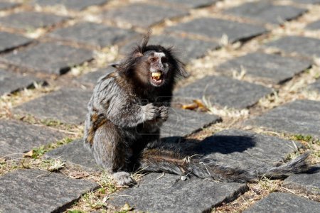 Mono Sagui (Callithrix) comiendo una nuez en el Parque Brasileño de Sao Paulo