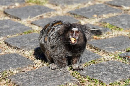 Sagui (Callithrix) pequeño mono comiendo una nuez en el Parque Brasileño de Sao Paulo