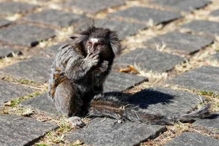 Primer plano de un mono Sagui (Callithrix) comiendo una nuez en el Parque Brasileño de Sao Paulo