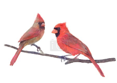 Téléchargez les photos : Watercolor of Male and Female Northern Cardinals Perching Isolated on White Background - en image libre de droit