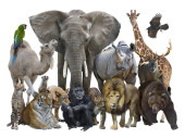 Group of Wild Animals isolated on white background. Mouse Pad 673024176