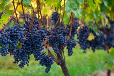 Una uva azul colgando en un viñedo. Foto de alta calidad.