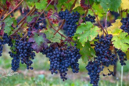A blue grape hanging in a vineyard. High quality photo.