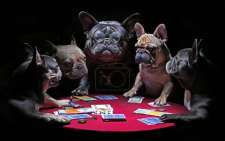 Französische Bulldoggen beim Kartenspielen. Hochwertiges Foto.
