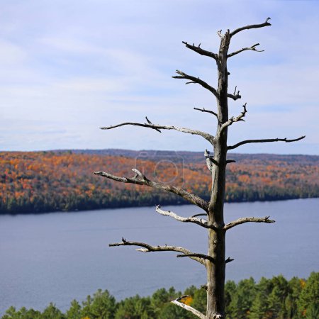 Photo for View of Rock Lake in Algonquin Park, Ontario, Canada. High quality photo - Royalty Free Image