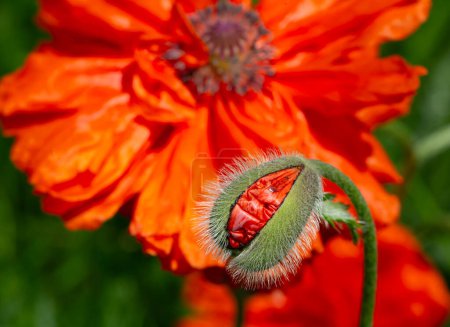Closeup from an opening red poppy bud. High quality photo.