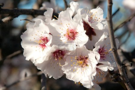 Foto de Flores de almendro en primavera en Los Navalucillos, Toledo España - Imagen libre de derechos