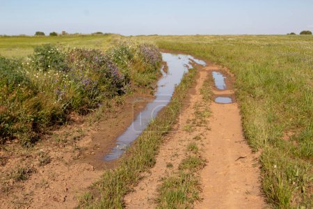 Foto de Campo de cereales con un camino lleno de agua - Imagen libre de derechos