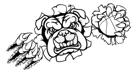 Illustration for A bulldog angry animal sports mascot holding a basketball ball and breaking through the background with its claws - Royalty Free Image