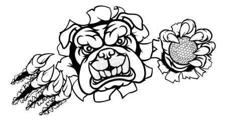 Illustration for A bulldog angry animal sports mascot holding a golf ball and breaking through the background with its claws - Royalty Free Image