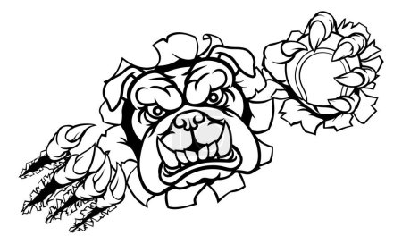 Ilustración de Un bulldog enojado mascota de deportes de animales sosteniendo una pelota de tenis y rompiendo el fondo con sus garras - Imagen libre de derechos