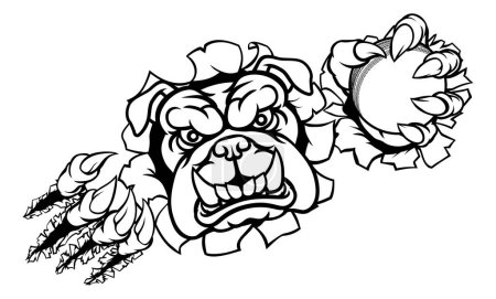 Illustration for A bulldog angry animal sports mascot holding a cricket ball and breaking through the background with its claws - Royalty Free Image