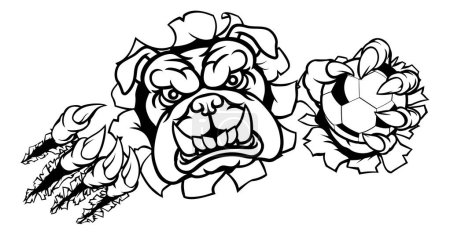 Ilustración de Un bulldog enojado mascota de deportes de animales sosteniendo una pelota de fútbol y rompiendo el fondo con sus garras - Imagen libre de derechos
