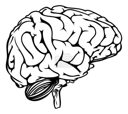 Ilustración de Cerebro humano en perfil dibujo anatómico - Imagen libre de derechos