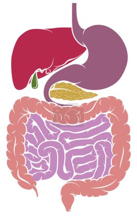 Illustration for A gastrointestinal tract digestive system human anatomy gut diagram - Royalty Free Image