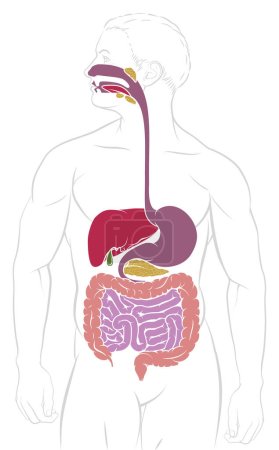 Téléchargez les illustrations : Diagramme d'anatomie du tractus gastro-intestinal du système digestif humain - en licence libre de droit