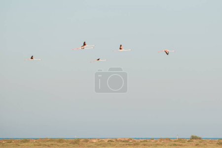 Foto de Grupo de flamencos voladores en el cielo azul, Phoenicopterus ruber,. Foto de alta calidad - Imagen libre de derechos