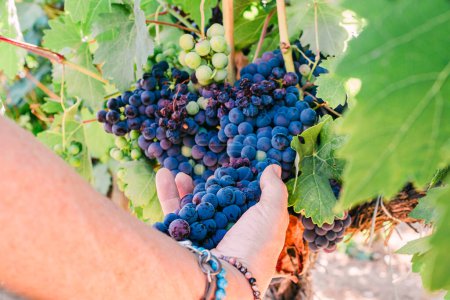 Foto de Cierre de manos de mujer sosteniendo racimo de uva roja en la vid. Foto de alta calidad - Imagen libre de derechos