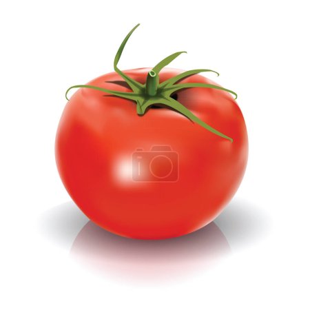 Téléchargez les illustrations : Illustration vectorielle tomate rouge fraîche isolée - en licence libre de droit