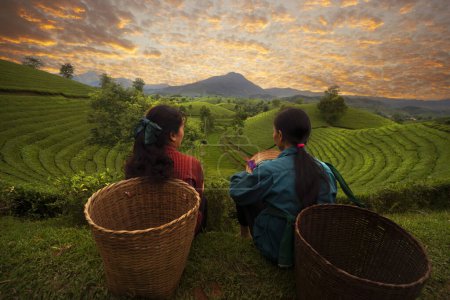 Foto de Foto del paisaje para los vietnamitas que trabajan en la plantación de té en la montaña de cocodrilo largo, granja de té verde en Vietnam - Imagen libre de derechos