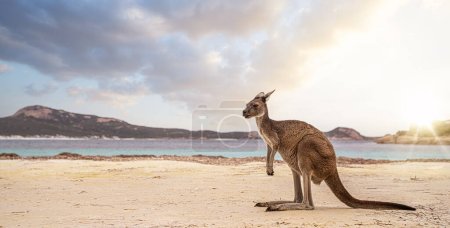 Sauter kangourou sur l'île de kangourou Australie sur la plage