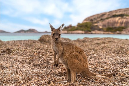 Photo for Hopping kangaroo on kangaroo island Australia on the beach - Royalty Free Image