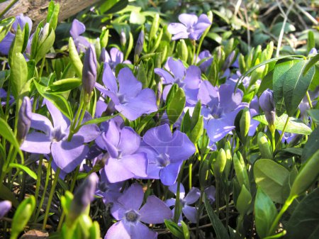 Téléchargez les photos : Closeup of a Periwinkle (Vinca minor)  flowers - evergreen plant - en image libre de droit