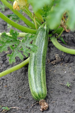 Photo for Close-up of growing zucchini in the vegetable garden, vertical composition - Royalty Free Image