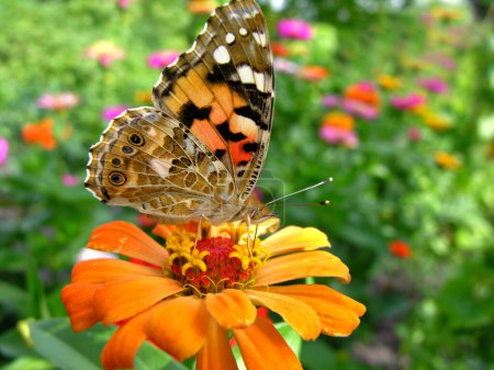           gros plan du monarque Le papillon se nourrit de la fleur jaune de Zinnia dans la prairie le jour d'été