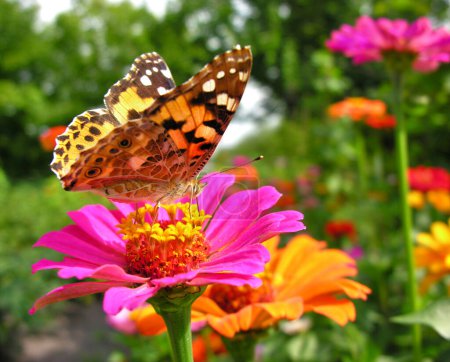 gros plan du monarque Le papillon se nourrit de la fleur jaune de Zinnia dans la prairie le jour d'été          