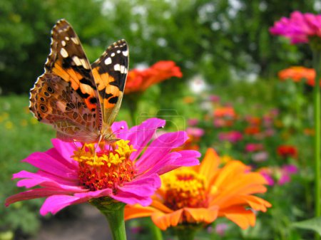           Großaufnahme Monarchfalter ernährt sich im Sommer von der gelben Zinnia-Blume auf der Wiese