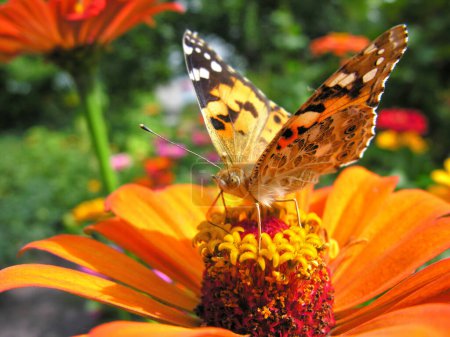 Nahaufnahme Monarchfalter ernährt sich an Sommertagen von der gelben Zinnia-Blume auf der Wiese          