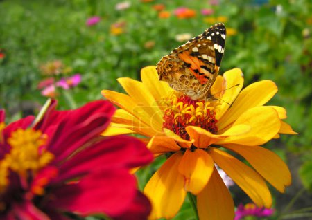 Nahaufnahme Monarchfalter ernährt sich an Sommertagen von der gelben Zinnia-Blume auf der Wiese           