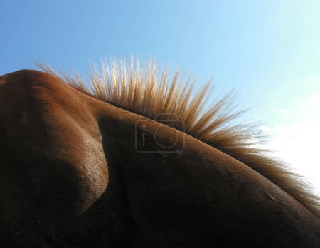 Photo for Brown horse hair closeup against clear sky background, backli - Royalty Free Image