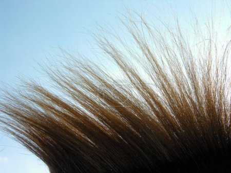 Photo for Brown horse hair closeup against clear sky background, backlit - Royalty Free Image