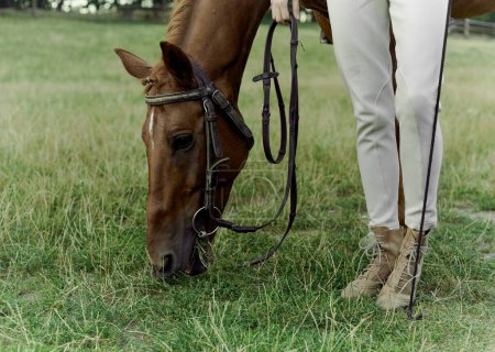 Téléchargez les photos : Un cheval brun mangeant de l'herbe avec les jambes des femmes debout près de lui. Hippothérapie, thérapie hippique, week-end dans la nature, communication avec les animaux. - en image libre de droit
