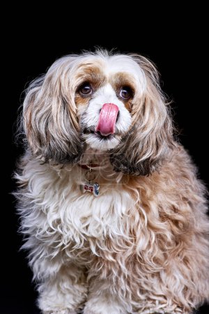 Téléchargez les photos : Adorable chien chinois à crête poudreuse avec une étiquette en forme d'os lui léchant le nez. Portrait studio sur fond noir. Animalerie ou salon de toilettage. Mise en page de carte de voeux. - en image libre de droit