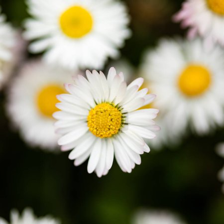 Photo for Closeup of a daisies on a spring day - Royalty Free Image