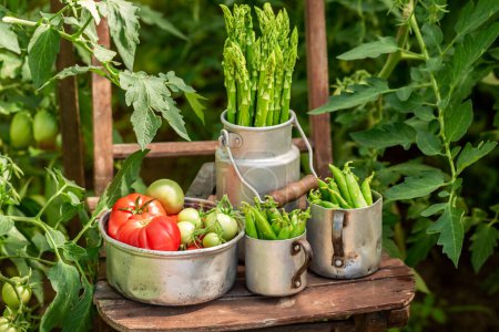 Mélange frais et mûr de légumes avec des pois et des tomates. Légumes bio dans le jardin de la maison.