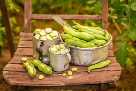 Healthy and fresh broad beans growed in the garden. Organic vegetables in the home garden.